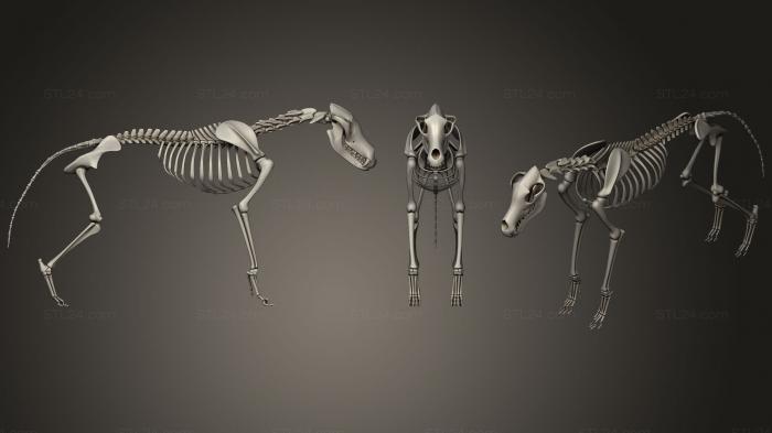 Anatomy of skeletons and skulls (Wolf Skeleton, ANTM_1145) 3D models for cnc